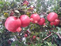 Fresh Pomegranate