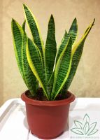 sansevieria