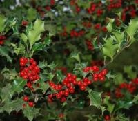 Wintergreen oil