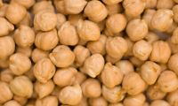 Chickpea