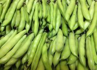 Broad Bean