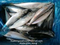 New Landing Pacific Mackerel Fish  WR