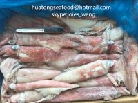 2017 New Popular Loligo Chinensis Whole