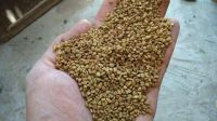 fenugreek seeds 