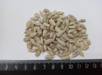 kernel of sunflower