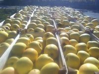 Quality Fresh Fuji Apples for Sale Grade A