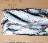 Herring WR Pacific Wild Fish Frozen