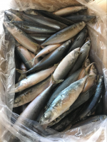https://cn.tradekey.com/product_view/2017-New-Arrival-Frozen-North-Pacific-Mackerel-Fish-8929634.html