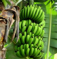 Fresh Banana from Viet Nam