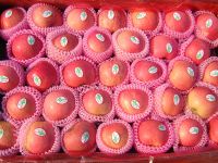 Fresh Ogranic Sweet Fuji Apples