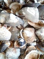 Dry Oyster Shell Extract