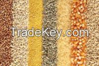 Grains