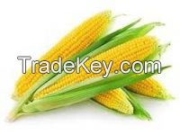 Yellow Corn