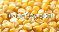 Yellow Maize