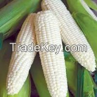 White Corn