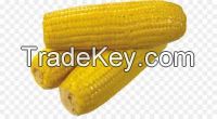 Sweet Yellow Maize