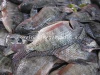 Best Frozen Fish, Frozen Tilapia, Frozen