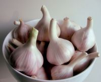 Garlic