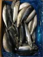 Wholesale Frozen Mackerel Whole Round 15kg 300-500g/pc