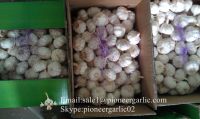 Jinxiang Shandong Fresh Normal White Garlic Loose Packing in Carton Box(4.5, 5.0, 5.5, 6.0cm)