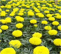 100% Natural Marigold Flower extract