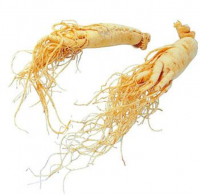 100% Natural Panax ginseng CA Mey Ginseng extract