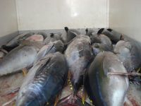 YELLOW FINE TUNA