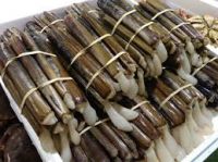 FROZEN RAZOR CLAM