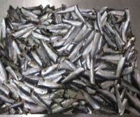 Anchovy Frozen (for Canned