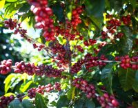 Quality Arabica Coffee direct from the farm in Brazil