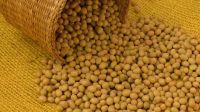 Soybeans / Soybeans Seeds For Sale