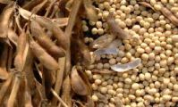 A Grade Sortexed Soybean Seeds