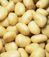 High Quality Fresh Potatoes