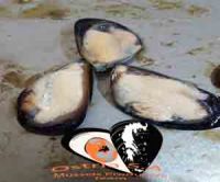 Live Mussels