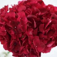 Factory Price Ornamentalfresh Cut Flower Red Hydrangea Decoration