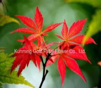 Natural Decorative Beautiful Plants Fresh Cut Leaves Maple