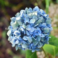 Wholesale Beautiful Fresh Cut Hydrangea Flowers for Weddings Home Office Decoration