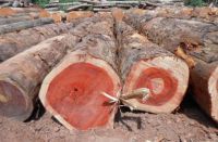 Tali Logs/Tali Round Logs, Tali Logs Suppliers/Tali Wood Logs From Cameroon