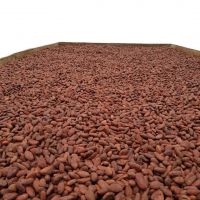 Good Quality High Grade Dried Cocoa