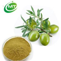  ISO halal kosher factory Oleuropein olive leaf extract