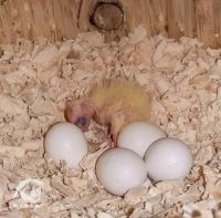 Fertile and Fresh Hatching Ostrich and Parrots Eggs available in stock From South Africa