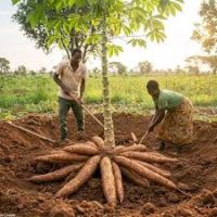 Organic High Quality Fresh Cassava for Sale AVAILABLE WITH AFFORDABLE PRICE From South Africa