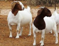 Boer Goats, live sheep &amp; Live Goats, Dorpers, Kalahari Reds, Saanen, Merinos &amp; cattle, Sheep &amp; beef slaughter and fattening bulls