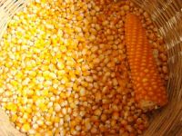 Corn, Yellow corn, white corn, maize, Popcorn kernels
