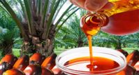 High Quality Crude Palm Oil