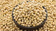 Good Quality Soyabean Seeds for Sale
