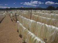 Sisal Fibers