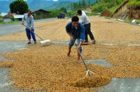 Arabica Specialty Green Beans / green bean Bajawa Nusa Tenggara Timur Indonesia