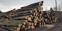 European Beech Logs, Oak Logs, Linden Logs