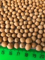 Chickpeas 6+/7+